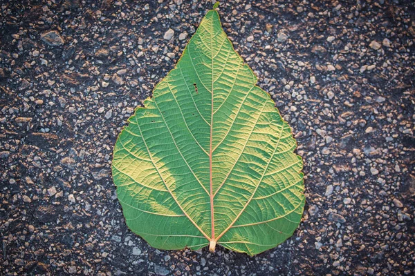 Hoja única sobre el concepto carretera / naturaleza . — Foto de Stock