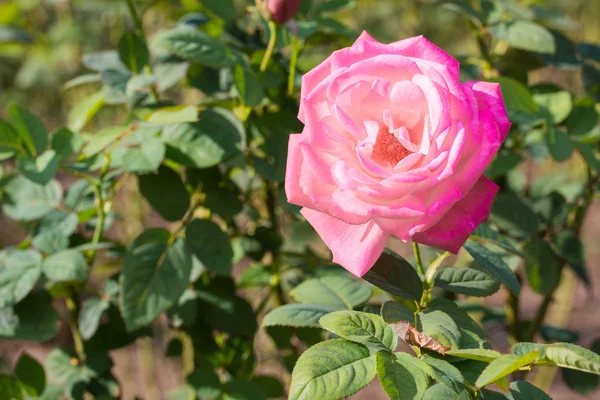 Bir bahçede yeşil yaprak güzel pembe gül. — Stok fotoğraf