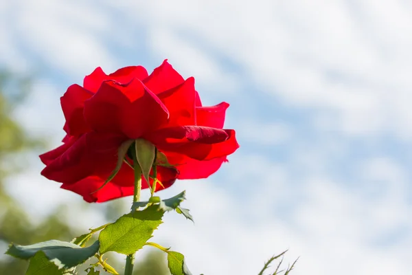 Belle rose rouge avec feuille verte dans le jardin heure avancée . — Photo