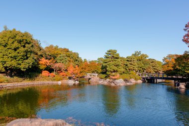 Japon bahçe sonbaharda / gün ışığı.