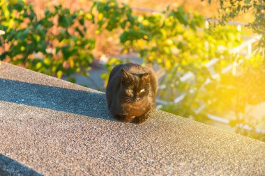 duvarda oturan kedi.