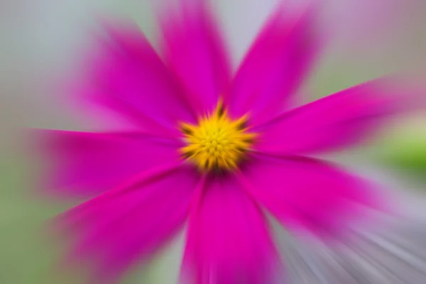 Rosa verschwommener floraler Hintergrund, aufgenommen mit Zoomeffekt. — Stockfoto