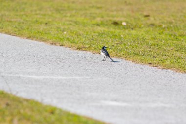 Geçit küçük serçe kürsüye.
