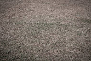 Yeşil çimenler ve kuru çimenler.