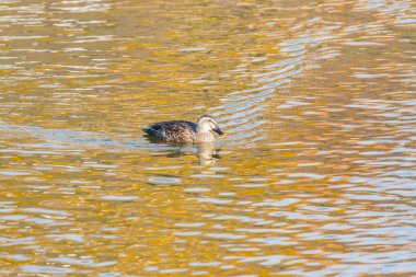 Ördek nehirde yüzüyor..