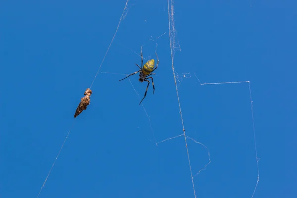 Pavouk sedící na webu proti modré obloze. — Stock fotografie
