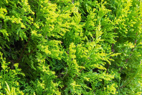 Thuja zelené textura. — Stock fotografie