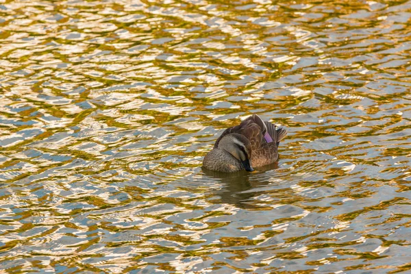 Ente schwimmt im Fluss. — Stockfoto