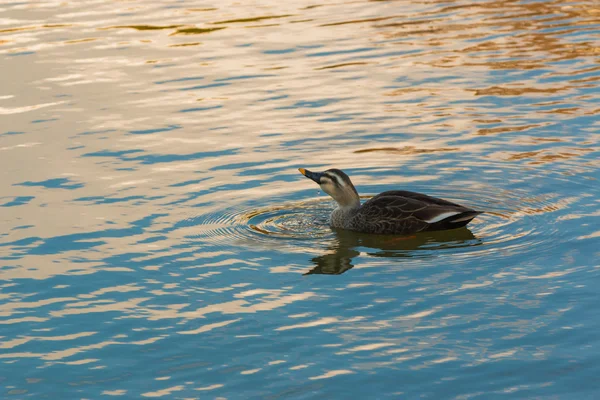 Ente schwimmt im Fluss. — Stockfoto