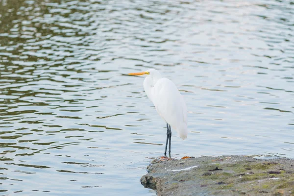 Garzas blancas aves . — Foto de Stock