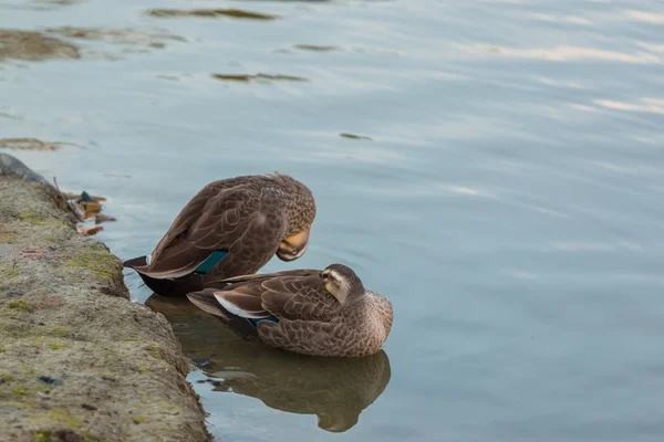 Anatre in piedi sulla riva del fiume . — Foto Stock