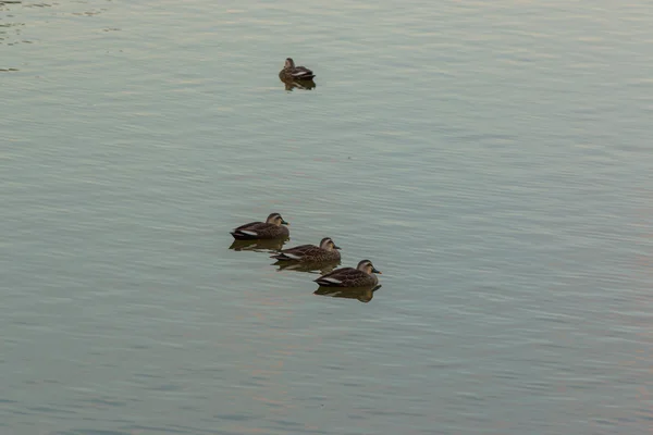 Canards nageant dans la rivière . — Photo