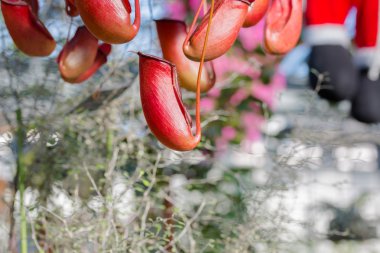 Nepenthes, tropikal sürahi bitkiler.