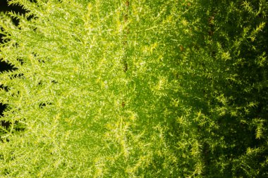 Mazı (bitki) yeşil doku.