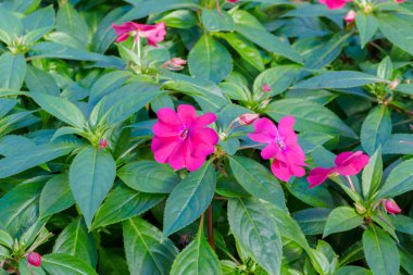 Güzel Impatiens çiçekler.