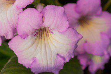 Streptocarpus yumuşak Mor çiçek.