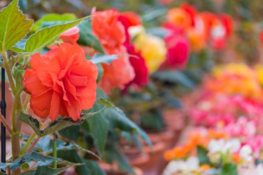 Güzel Begonia Tuberhybrida çiçek.
