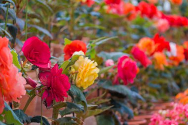 Güzel Begonia Tuberhybrida çiçek.