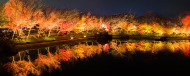 Gece zamanında sonbahar yaprakları.