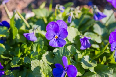 Viola Botanik Bahçe Çiçek Doğa.