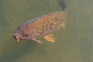 siyah koi balık Yüzme.