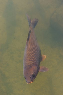 siyah koi balık Yüzme.