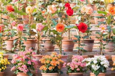 Güzel Begonia Tuberhybrida çiçek.