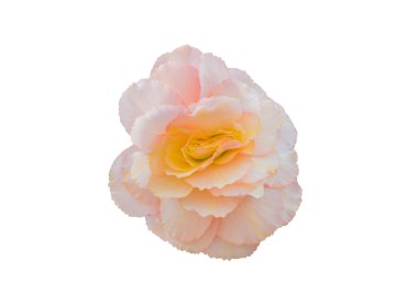 Begonya Tuberhybrida Pembe çiçek.