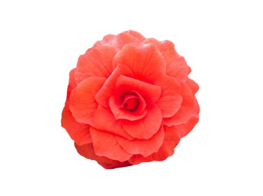 Begonya Tuberhybrida kırmızı çiçek.