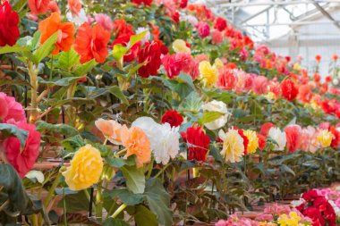 Güzel Begonia Tuberhybrida çiçek.