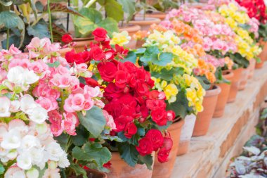 Güzel Begonia Tuberhybrida çiçek.