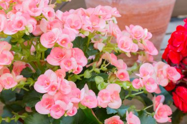 Güzel Begonia Tuberhybrida çiçek.