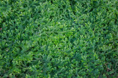 (Dorothy Barton) küçük eğrelti otları.