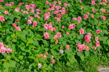 Güzel Impatiens çiçekler.