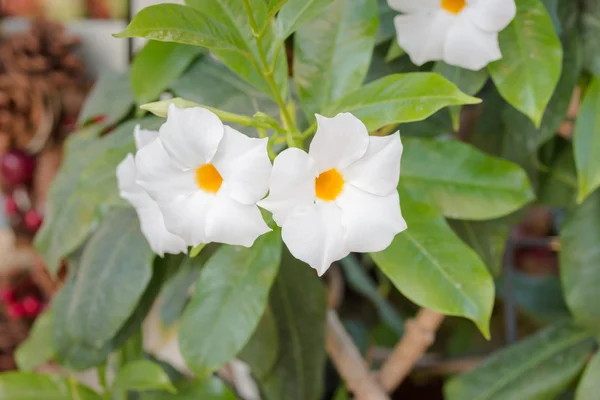 Krásy bílý květ zelený list. — Stock fotografie