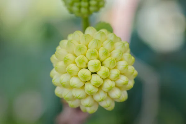 Ziarna o biały proszek Puff, Calliandra haematocephala. — Zdjęcie stockowe