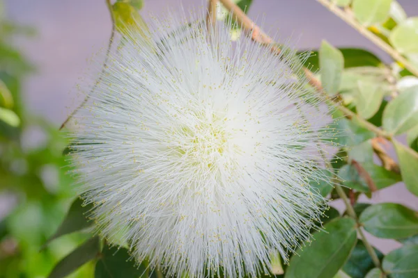 화이트 파우더 퍼프, Calliandra haematocephala. — 스톡 사진