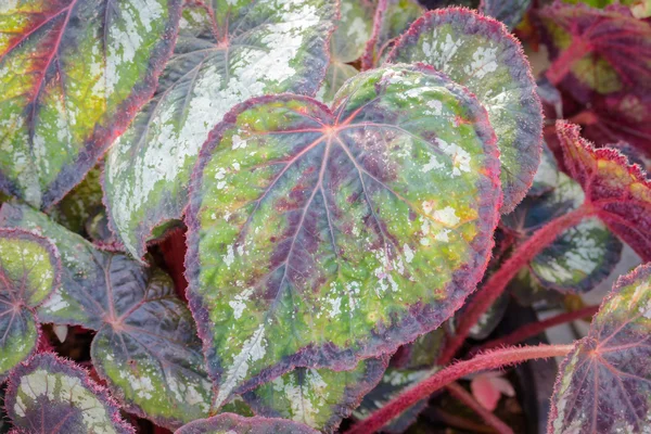 Begonia cv. Ginrei leaf . — Stock Photo, Image