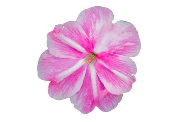 Impatiens walleriana flor branca e rosa . — Fotografia de Stock