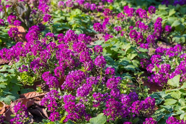 A Lobularia maritima lila virágok. — Stock Fotó