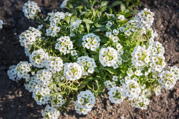 Weiße Blüten von Lobularia maritima. — Stockfoto