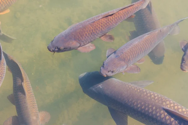 Schwarzer Koi schwimmt. — Stockfoto