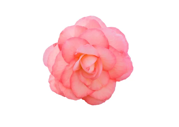 Begonia Tuberhybrida flor rosa . — Fotografia de Stock