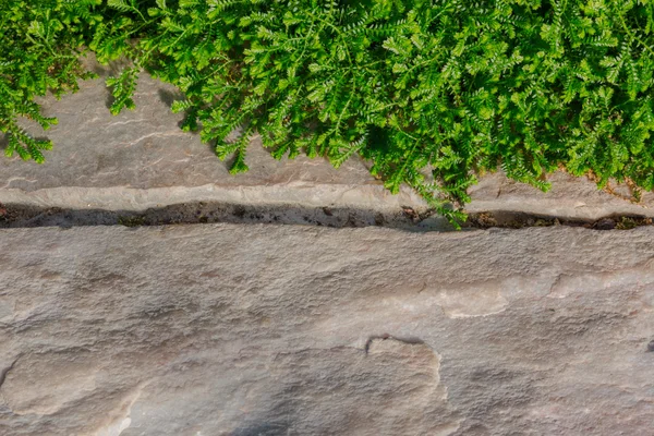 Frische grüne kleine Farne an der Wand — Stockfoto