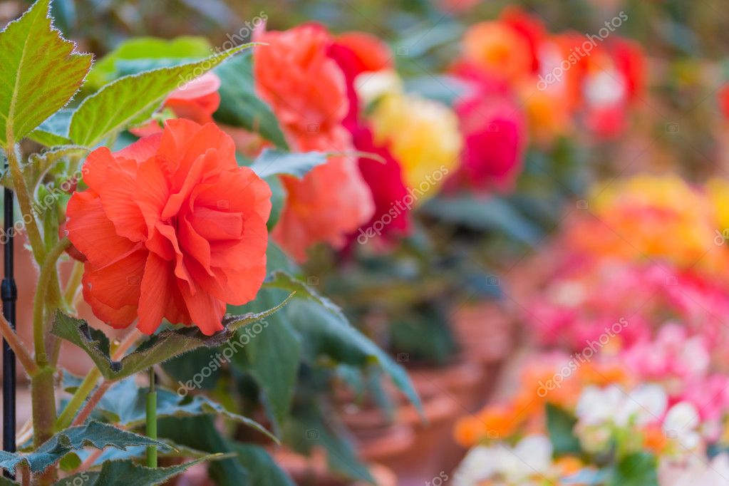 Hermosa flor Begonia Tuberhybrida .: fotografía de stock © nonhanon  #99230398 | Depositphotos
