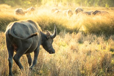 Tay Buffalo, hayat ' çiftçinin makine.