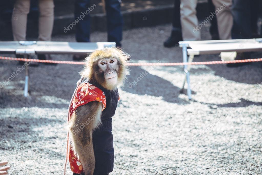 monkey circus look and prepare to show his performance.