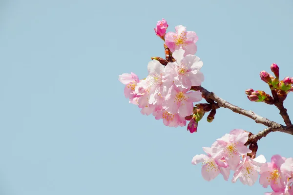 Rosa Sakura, Kirschblüte, ist die schönste Blume — Stockfoto