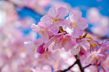 Pembe Sakura, Cherry Blossom, en güzel çiçektir