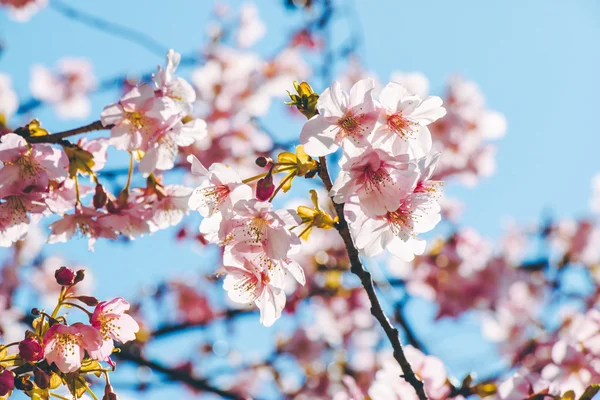 Rózsaszín Sakura, Cherry Blossom, a legszebb virág Jogdíjmentes Stock Fotók